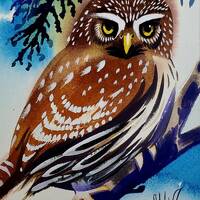Northern Pygmy Owl is part of my 2022 A Year of Birds Challenge.  One-of-a-kind. I will dona...