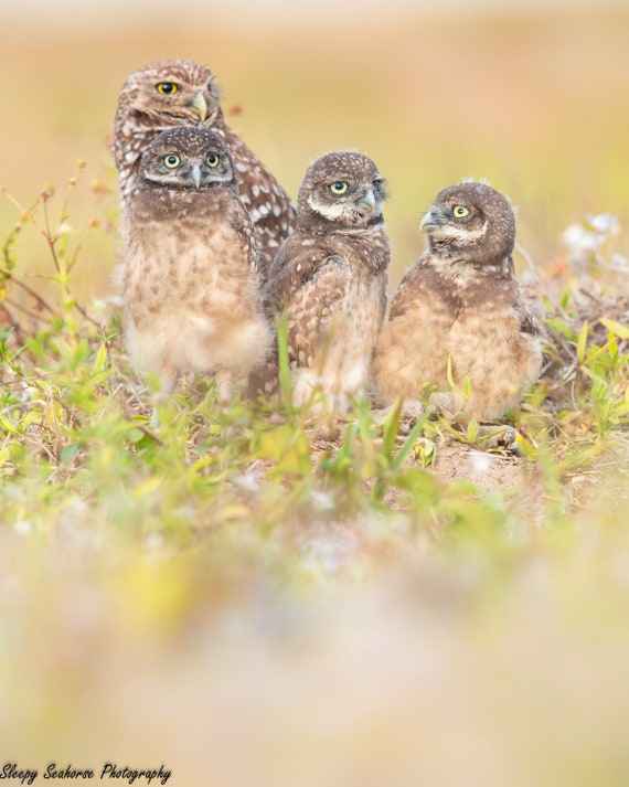 Burrowing Owl Family Photographic print