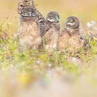 Burrowing Owl Family Photographic print