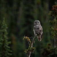 Great Gray Owl Photo, Metal, Canvas or Acrylic Print