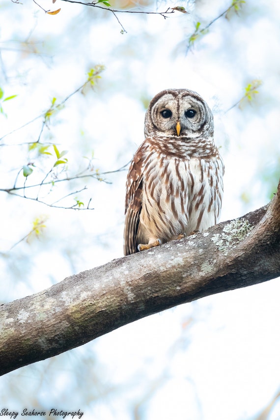 Barred Owl Photo print