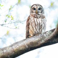 Barred Owl Photo print
