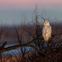 Snowy Owl at Sunrise Photo, Metal, Canvas or Acrylic Print