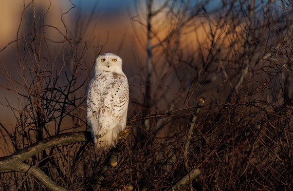 Snowy Owl at Sunrise Photo, Metal, Canvas or Acrylic Print