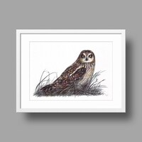 Short-eared Owl original Ballpoint pen drawing on white recycled paper