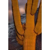 Great Horned Owl in a Saguaro Cactus under the Superstition Mountains