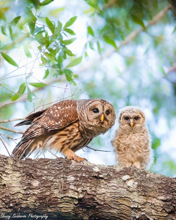 Barred Owl with Baby Photo print