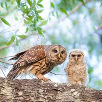 Barred Owl with Baby Photo print