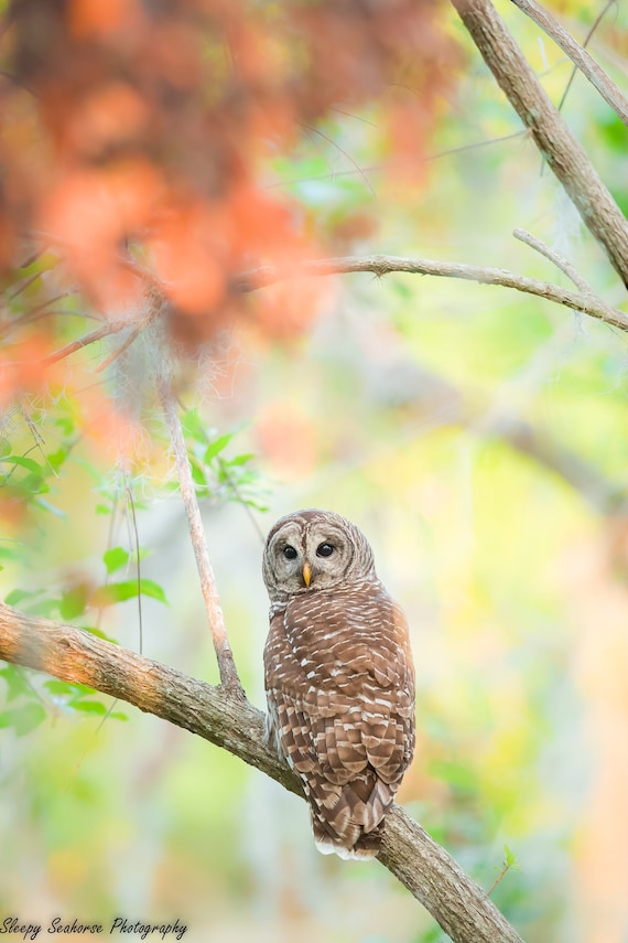 Barred Owl Photographic Print