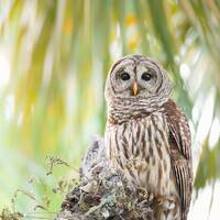 Barred Owl Nature Print