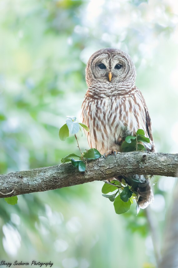 Florida Barred Owl Photographic print