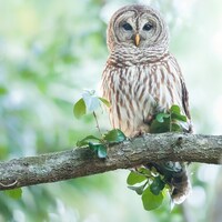 Florida Barred Owl Photographic print