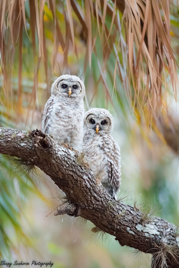 Bird Photography, Barred Owlets, Nature Photo, Wildlife Print, Florida Birds, Baby Owls, Barred Owl Chicks, Baby Birds, Cute Nursery Decor
