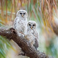 Bird Photography, Barred Owlets, Nature Photo, Wildlife Print, Florida Birds, Baby Owls, Bar...