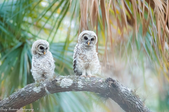 Barred Owl Babies Photographic Print