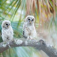 Barred Owl Babies Photographic Print