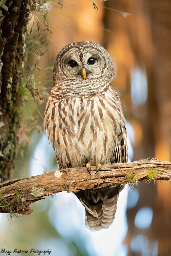 Barred Owl Photo Print