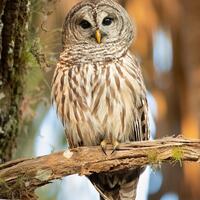 Barred Owl Photo Print