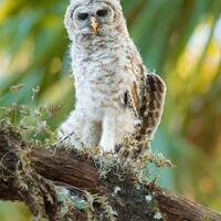Bird Photography, Baby Bird Photo, Florida Nature Print, Wildlife Photo, Wall Art, Florida B...