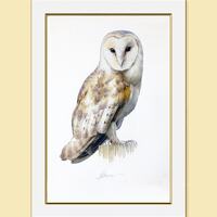 Barn Owl, Watercolor Painting Birds, Fine Art Print, Nature Art, Collection, Home Decoration...