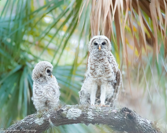 Barred Owl Babies, Bird Photography print