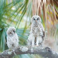 Barred Owl Babies, Bird Photography print