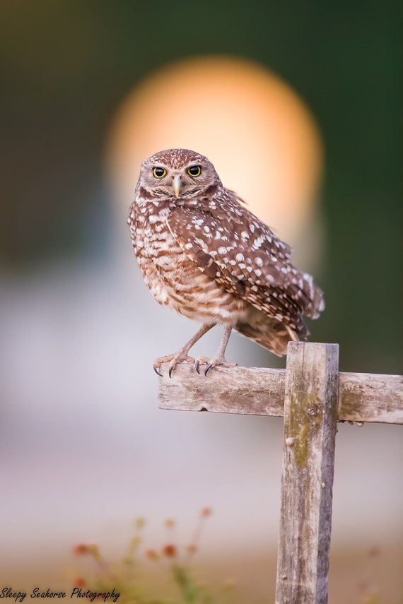 Burrowing Owl at Sunset photo print