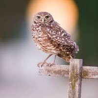 Burrowing Owl at Sunset photo print
