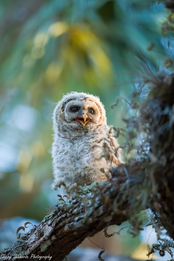 Baby Barred Owl photographic print