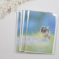 Burrowing Owl Note Cards set
