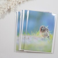 Burrowing Owl Note Cards, Set of 5 Bird Notecards, Blank Cards, Owl Stationery, Owl Greeting...