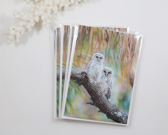 Barred Owl Note Cards, Set of 5 Owl Notecards, Blank Cards, Bird Stationery, Greeting Card, Bird Photography, Baby Owls, Owlet Pair, Nature