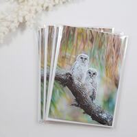 Barred Owl Note Cards Set
