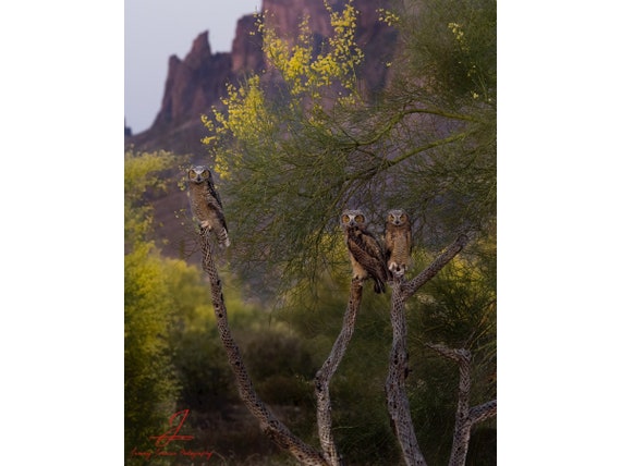 3 Little Birds- Arizona Great Horned Owlets