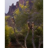 3 Little Birds- Arizona Great Horned Owlets