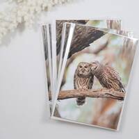 Barred Owl Note Cards Set