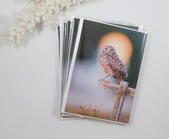 Burrowing Owl Note Cards, Set of 5 Bird Notecards, Blank Cards, Owl Stationery, Owl Greeting Cards, Bird Photography, Nature, Wildlife Photo