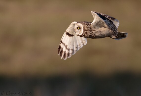 Short-eared Owl photographic print