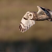 Short-eared Owl photographic print