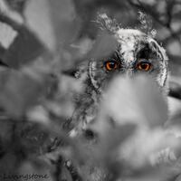 Juvenile Long-eared Owl print - Watching You