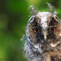 Juvenile Long Eared Owl photo print