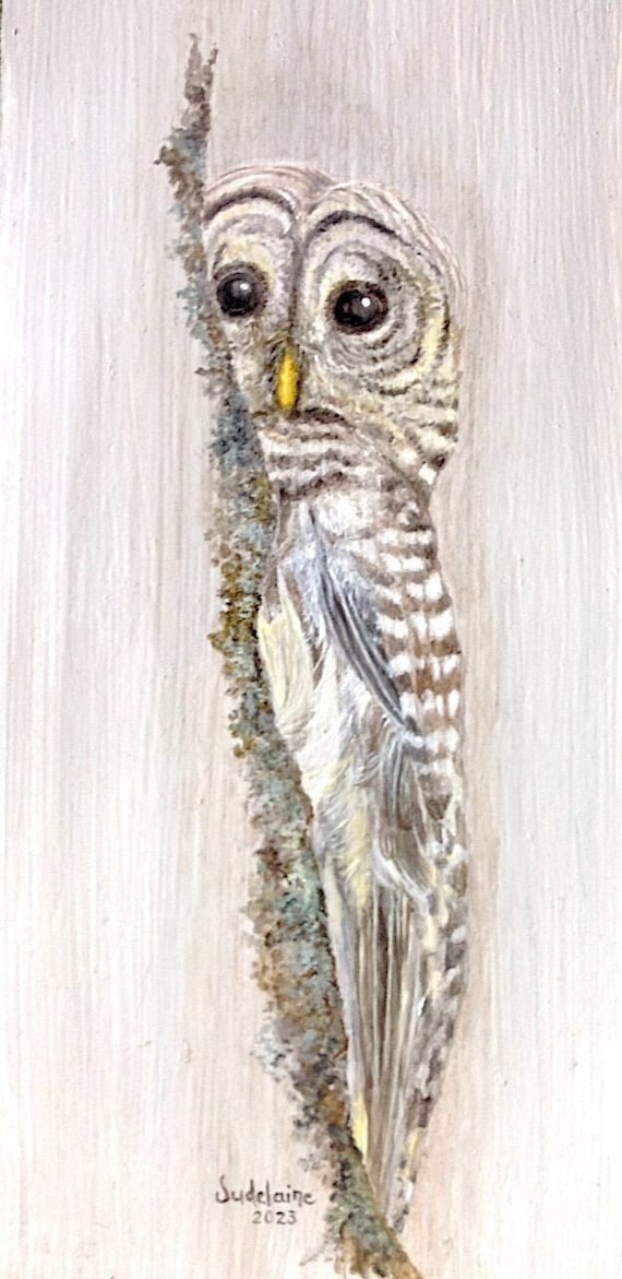 Barred Owl Peeking art print