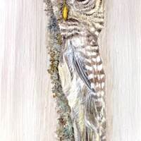 Barred Owl Peeking art print