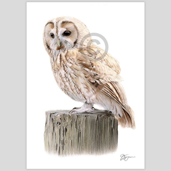 Tawny Owl colour pencil drawing print