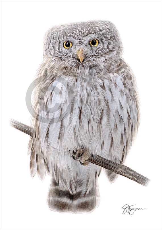 Pygmy Owl color pencil drawing print