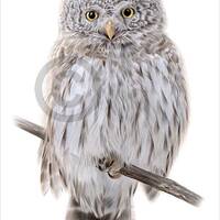 Pygmy Owl color pencil drawing print