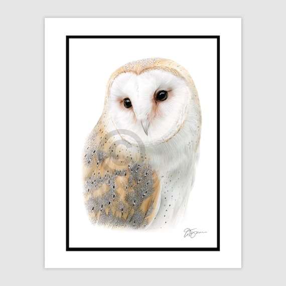 BARN OWL Original Color Pencil Drawing