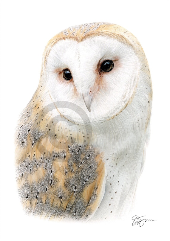 Barn Owl color pencil drawing print