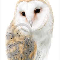 Barn Owl color pencil drawing print