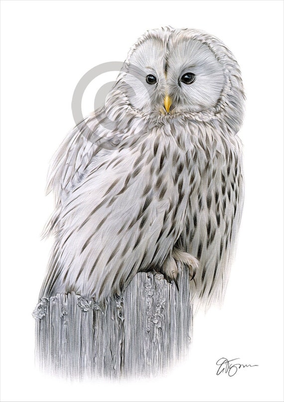 Ural Owl - color pencil drawing print - bird art - artwork signed by UK artist G. Tymon - 2 sizes - 100 prints - portrait
